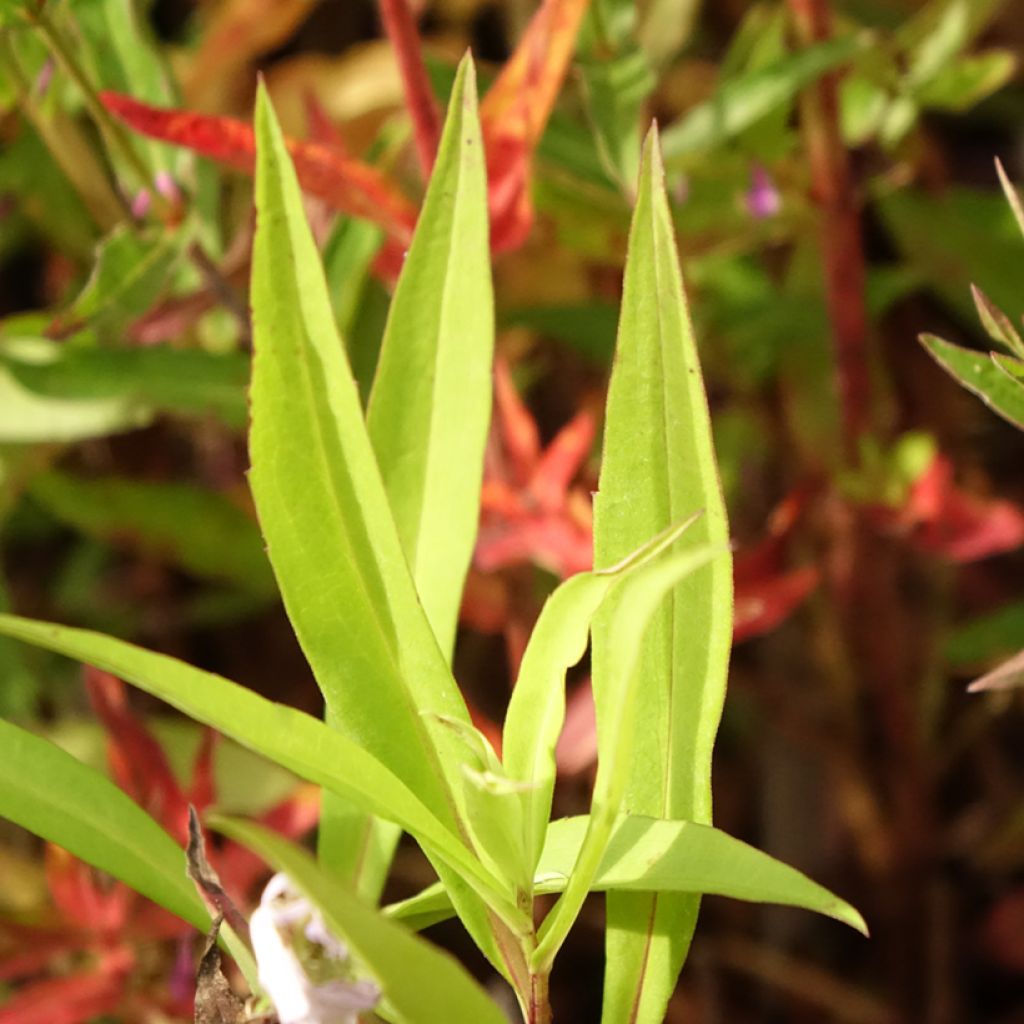 Aster versicolor Altweibersommer - Septemberkruid