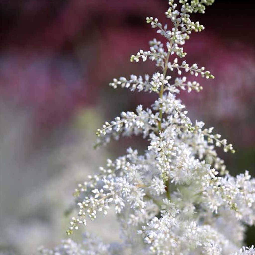 Astilbe Washington - Pluimspirea