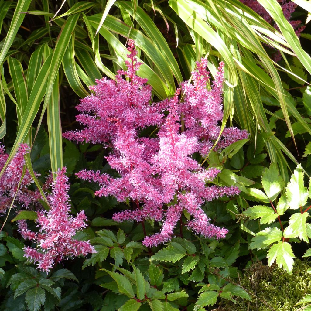 Astilbe Younique Red - Pluimspirea
