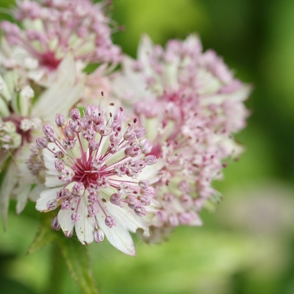 Astrantia major Sunningdale Variegated - Zeeuws knoopje