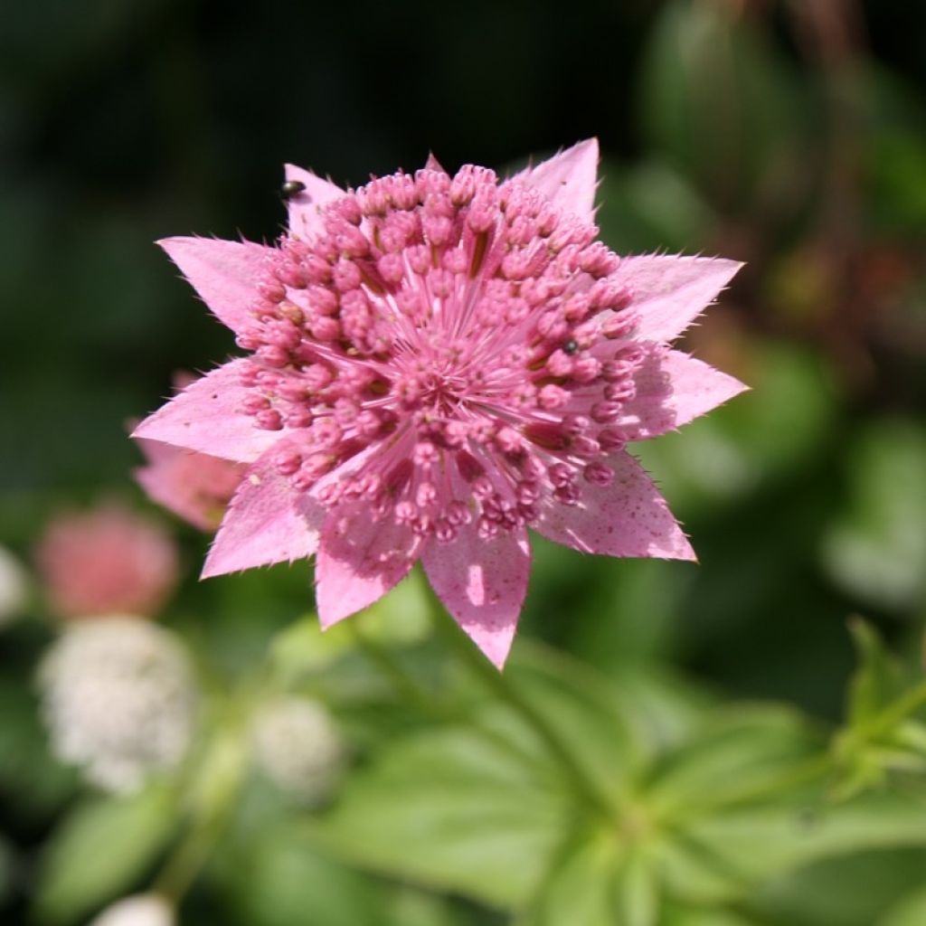 Astrantia maxima - Zeeuws knoopje