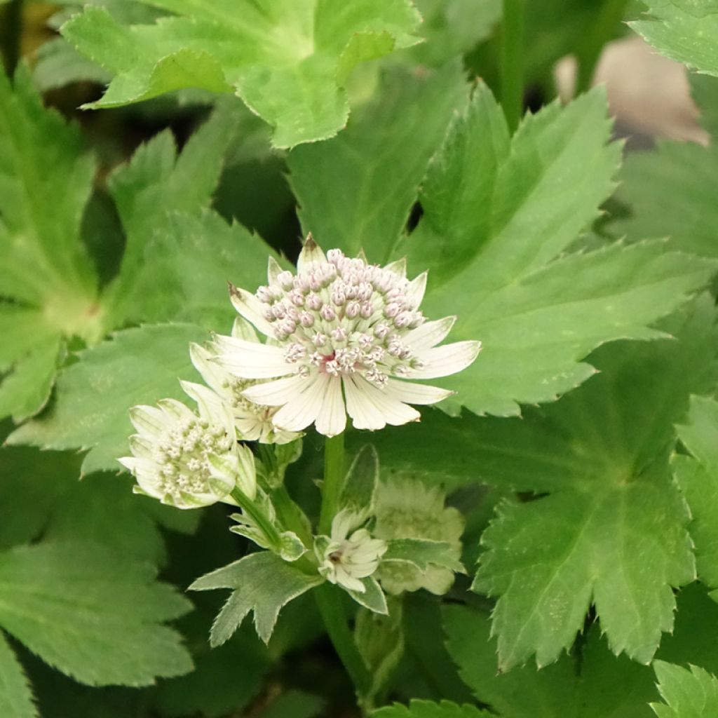 Astrantia major - Zeeuws knoopje