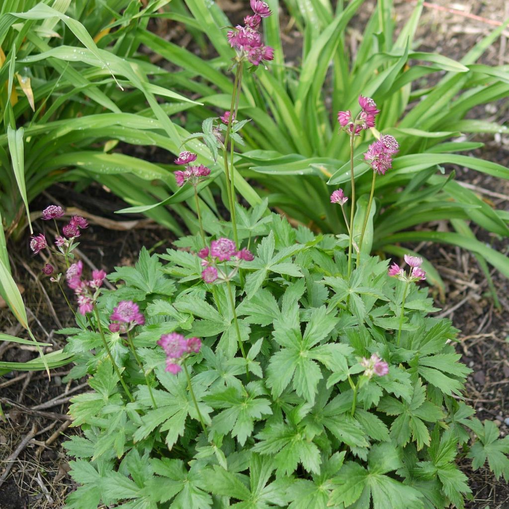 Astrantia major Ruby Cloud - Zeeuws knoopje