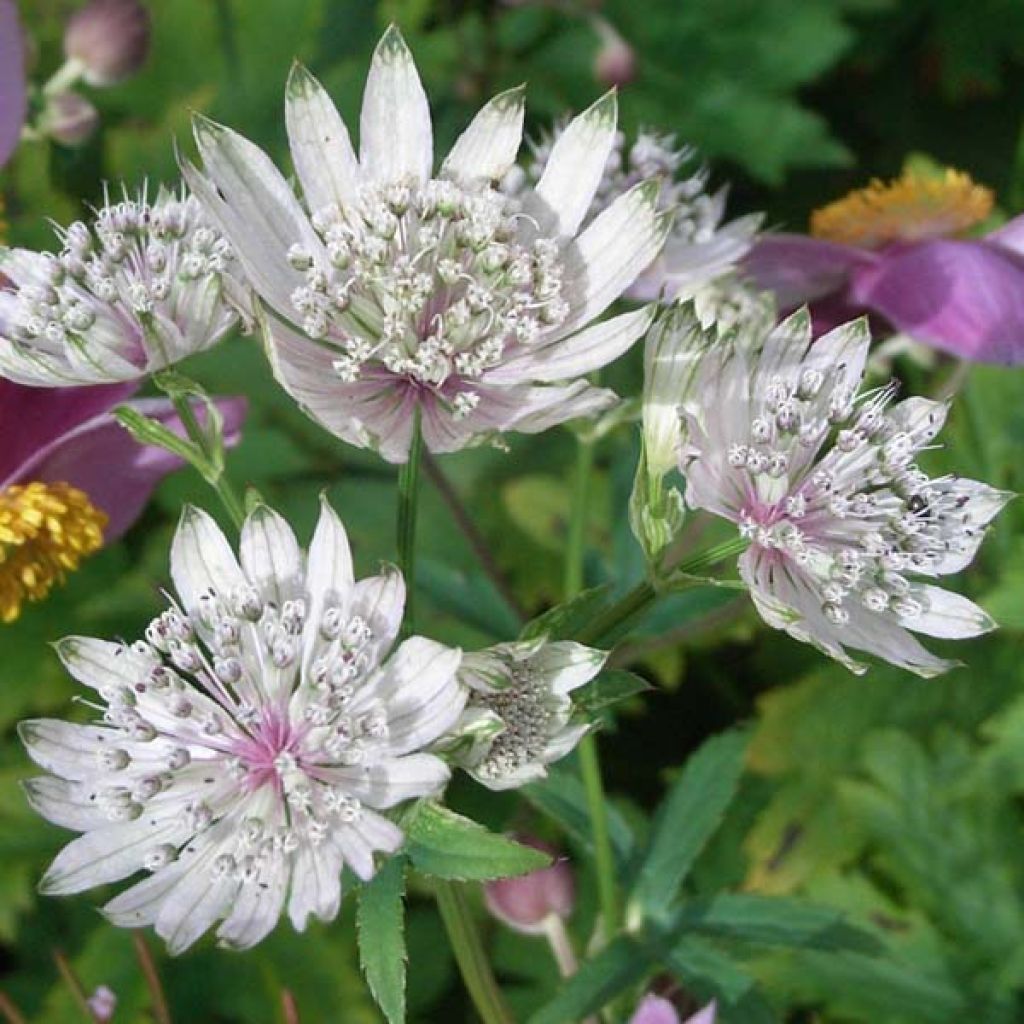 Astrantia major Shaggy - Zeeuws knoopje