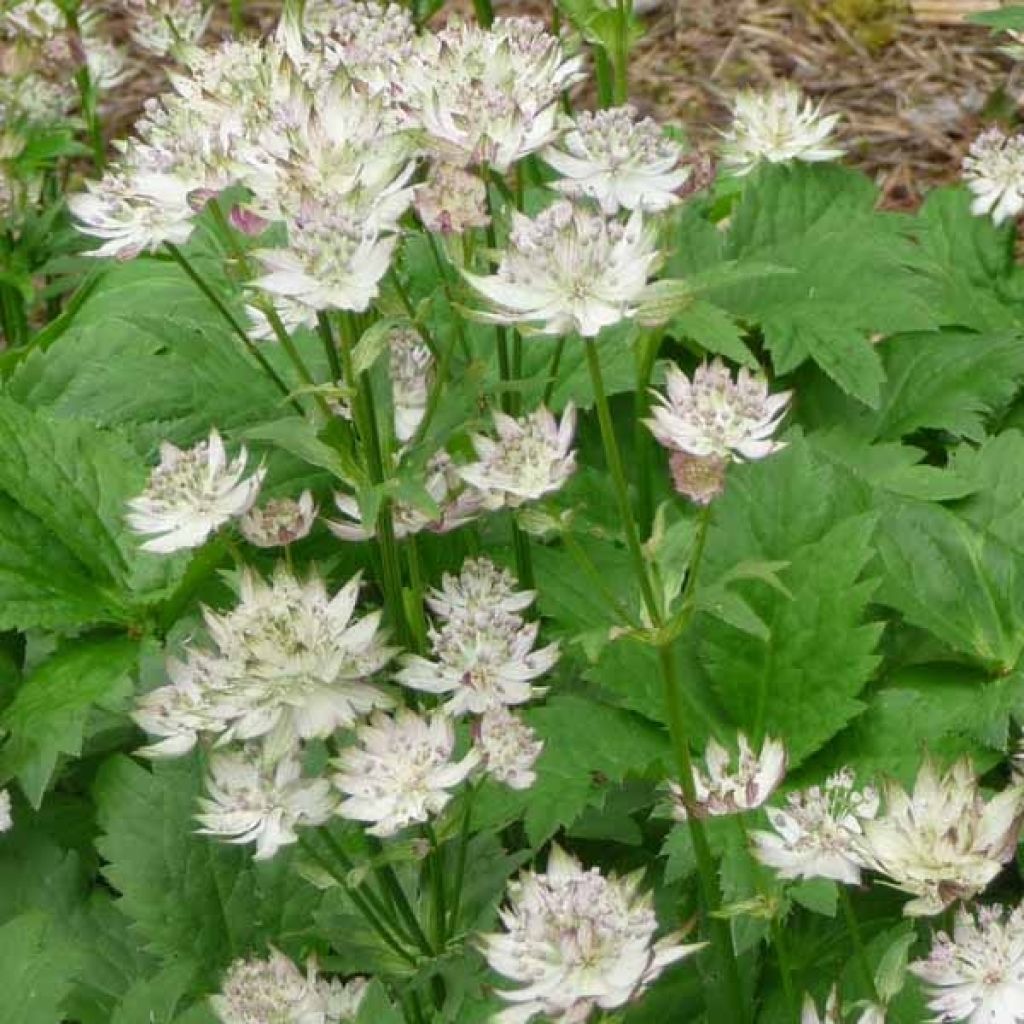 Astrantia major Shaggy - Zeeuws knoopje