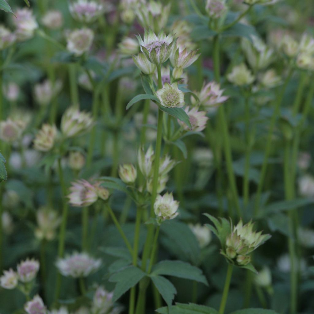 Astrantia major Shaggy - Zeeuws knoopje