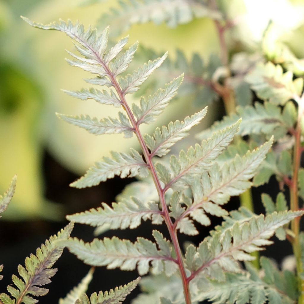 Athyrium niponicum var. pictum Metallicum - Japanse regenboogvaren