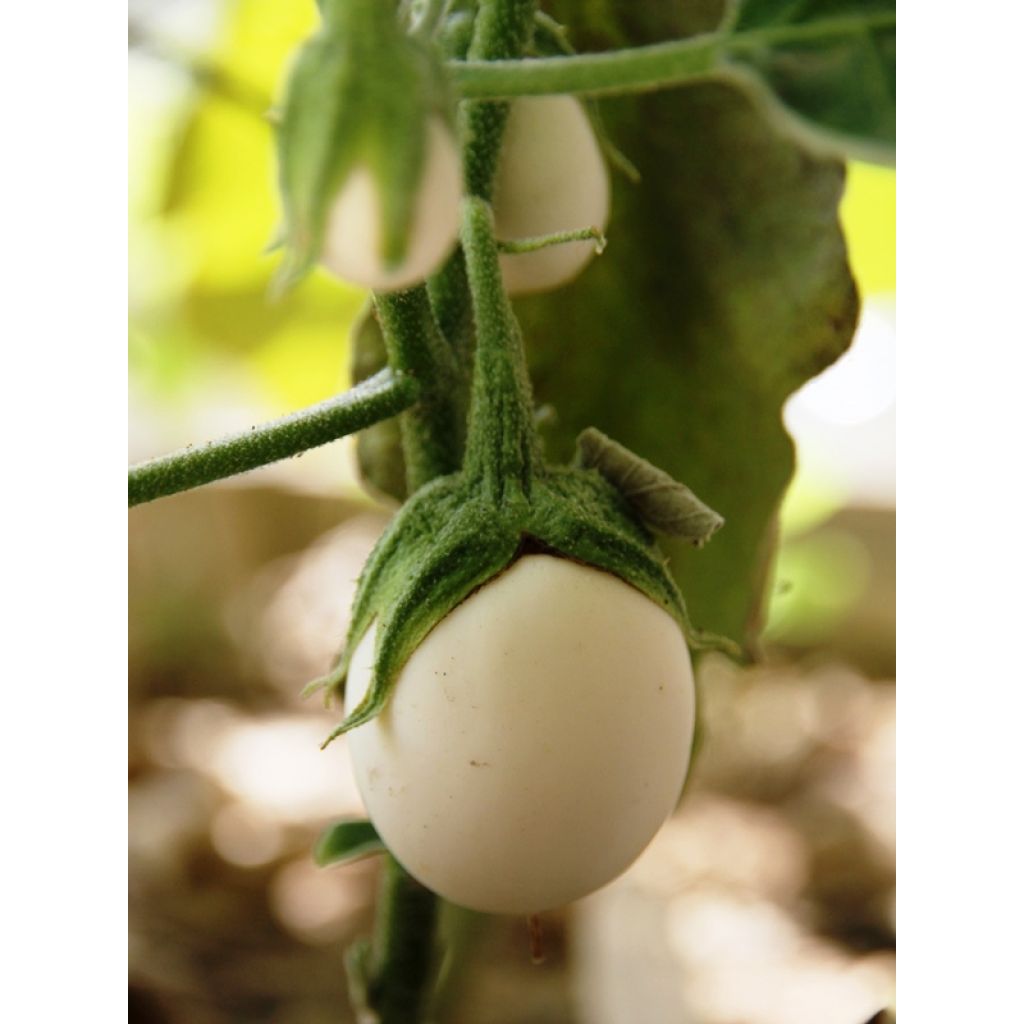 Aubergine Blanche Ronde à Oeuf BIO - Ferme de Sainte Marthe