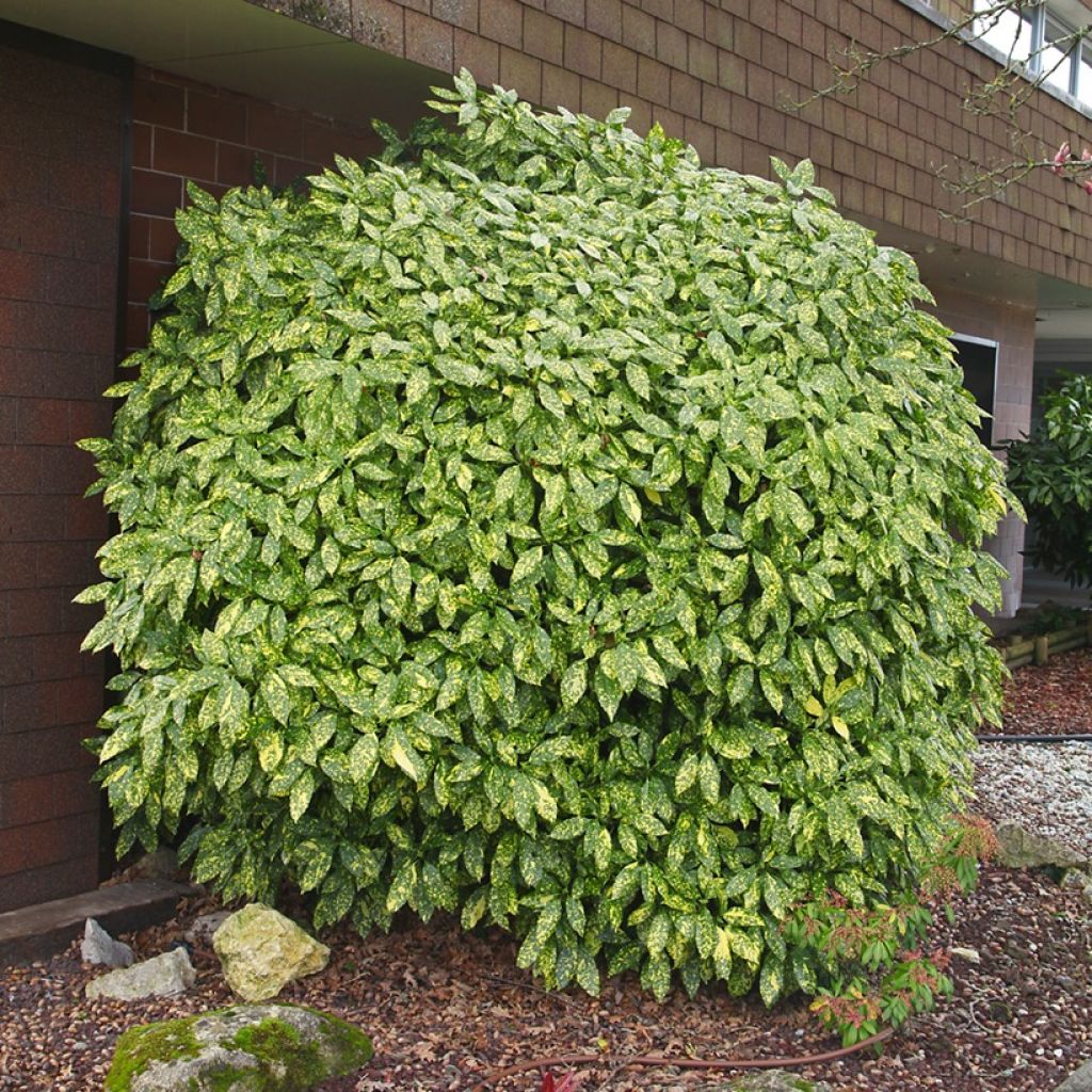 Aucuba japonica Variegata - Broodboom
