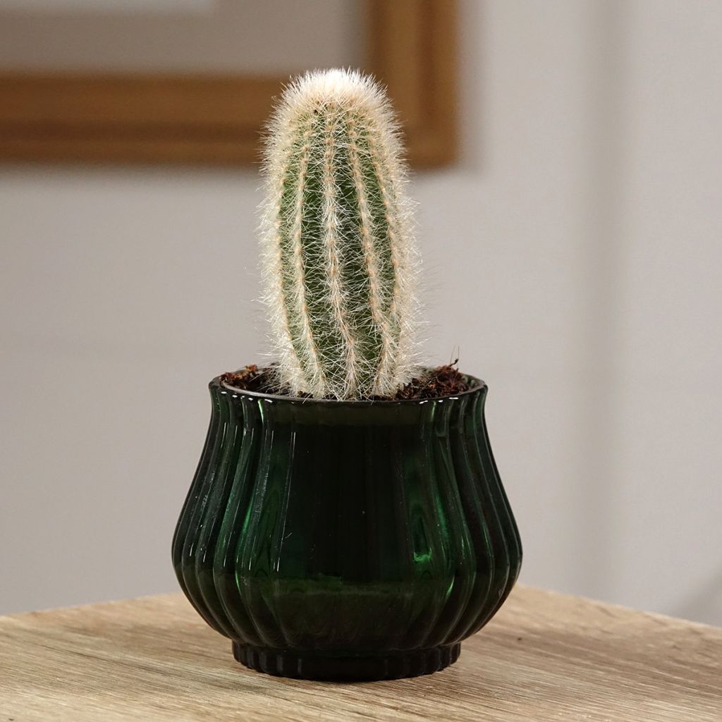 Austrocephalocereus dybowskii - Zuilcactus