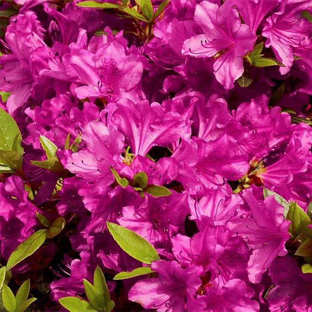 Rhododendron knaphill Purple Splendor - Japanse azalea