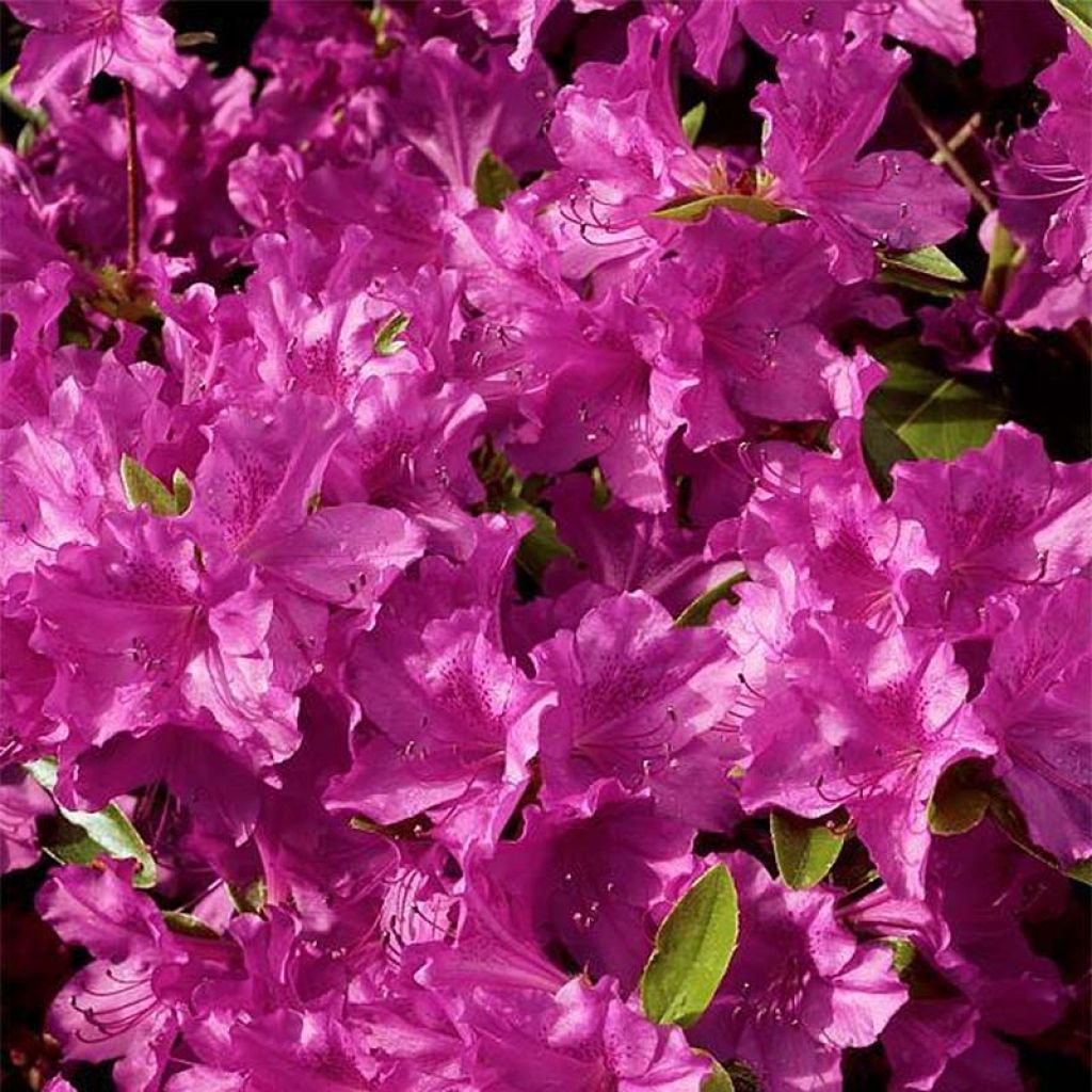 Rhododendron knaphill Purple Splendor - Japanse azalea