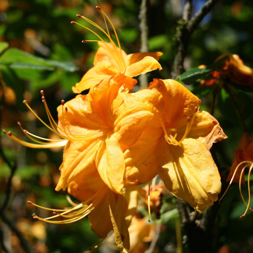 Rhododendron mollis Klondyke - Bladverliezende azalea