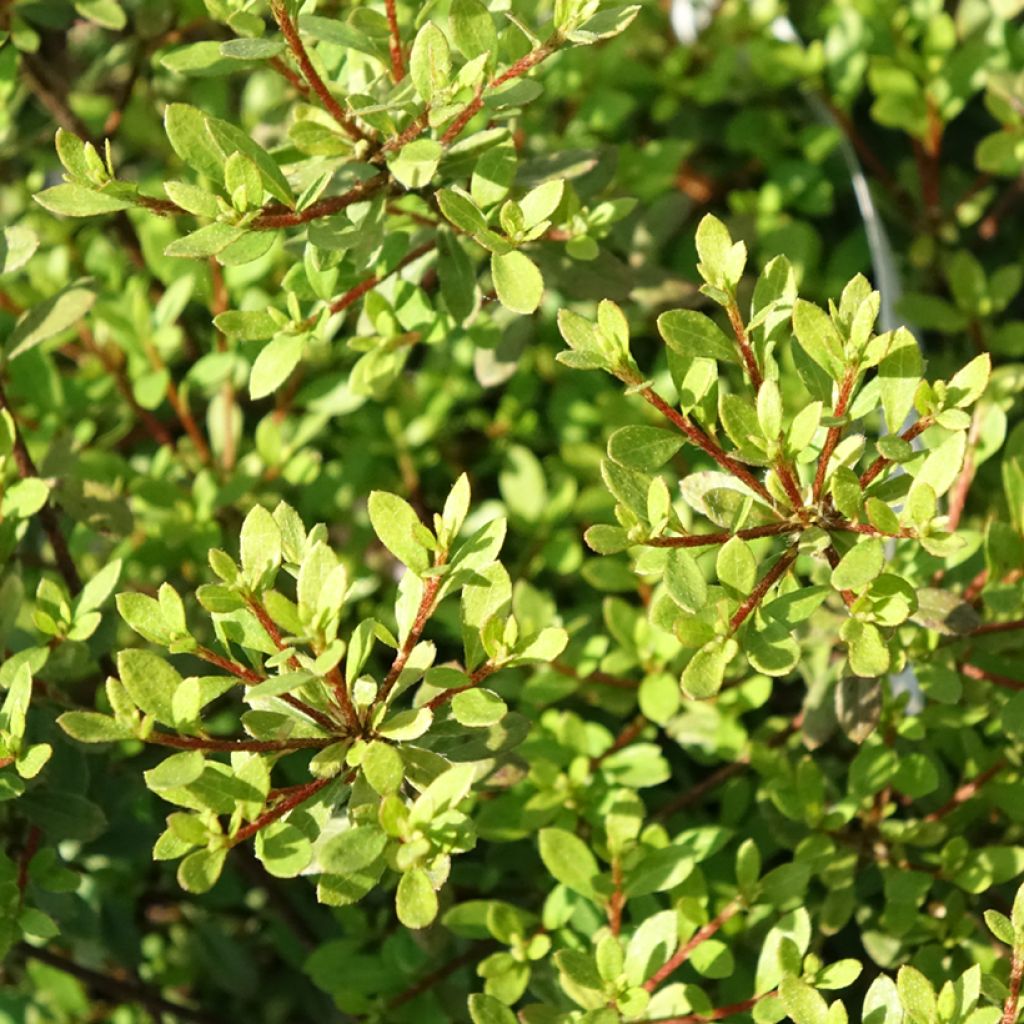 Rhododendron serpyllifolium - Wilde Tijm Azalea