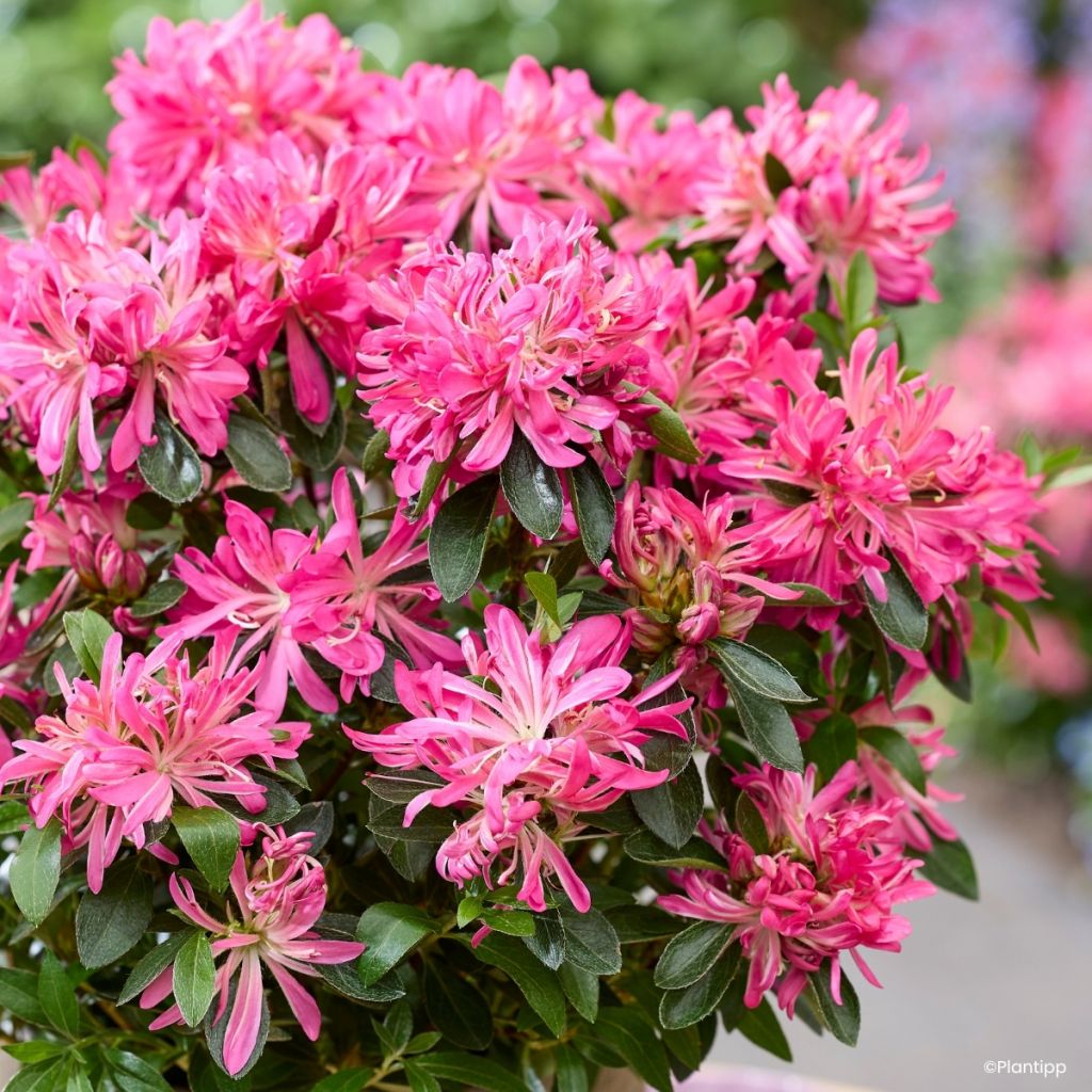 Rhododendron Pink Star - Japanse azalea