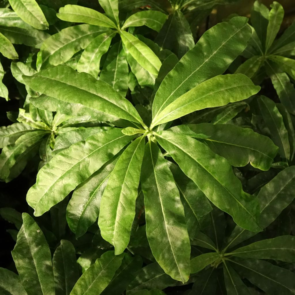 Rhododendron mollis Demoiselles de Boutiguery Callista - Bladverliezende Azalea