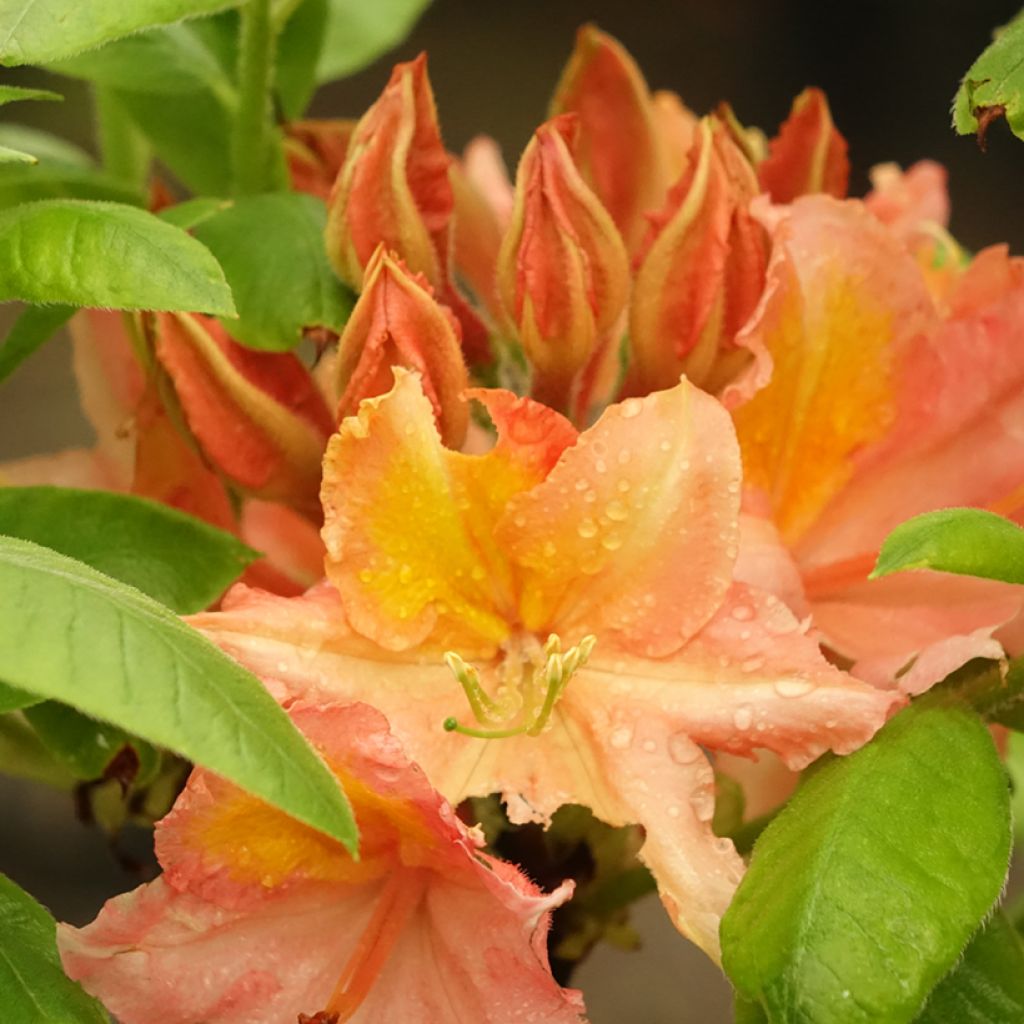 Rhododendron mollis Demoiselles de Boutiguery Idylla - Bladverliezende Azalea