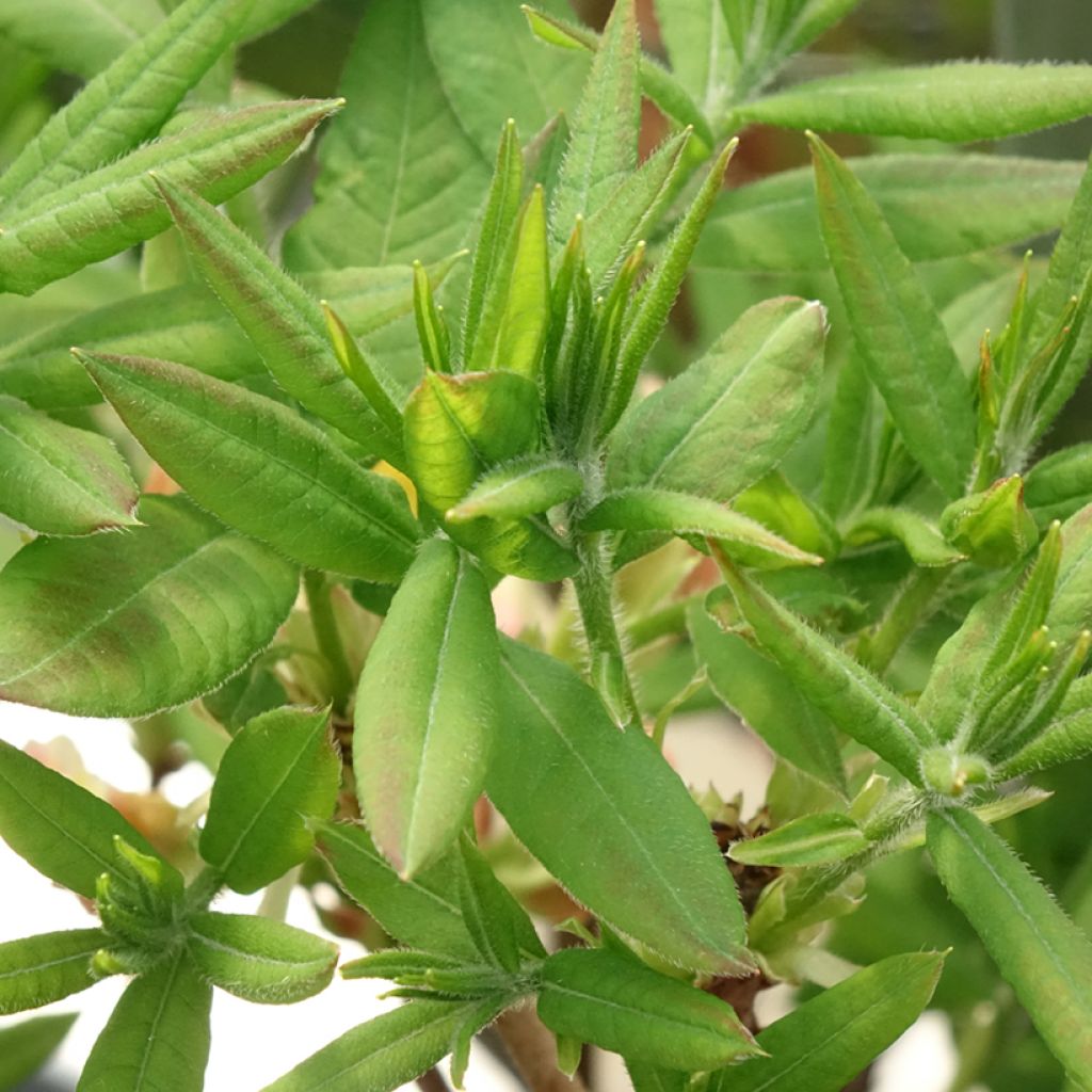 Rhododendron mollis Demoiselles de Boutiguery Kassia - Bladverliezende Azalea