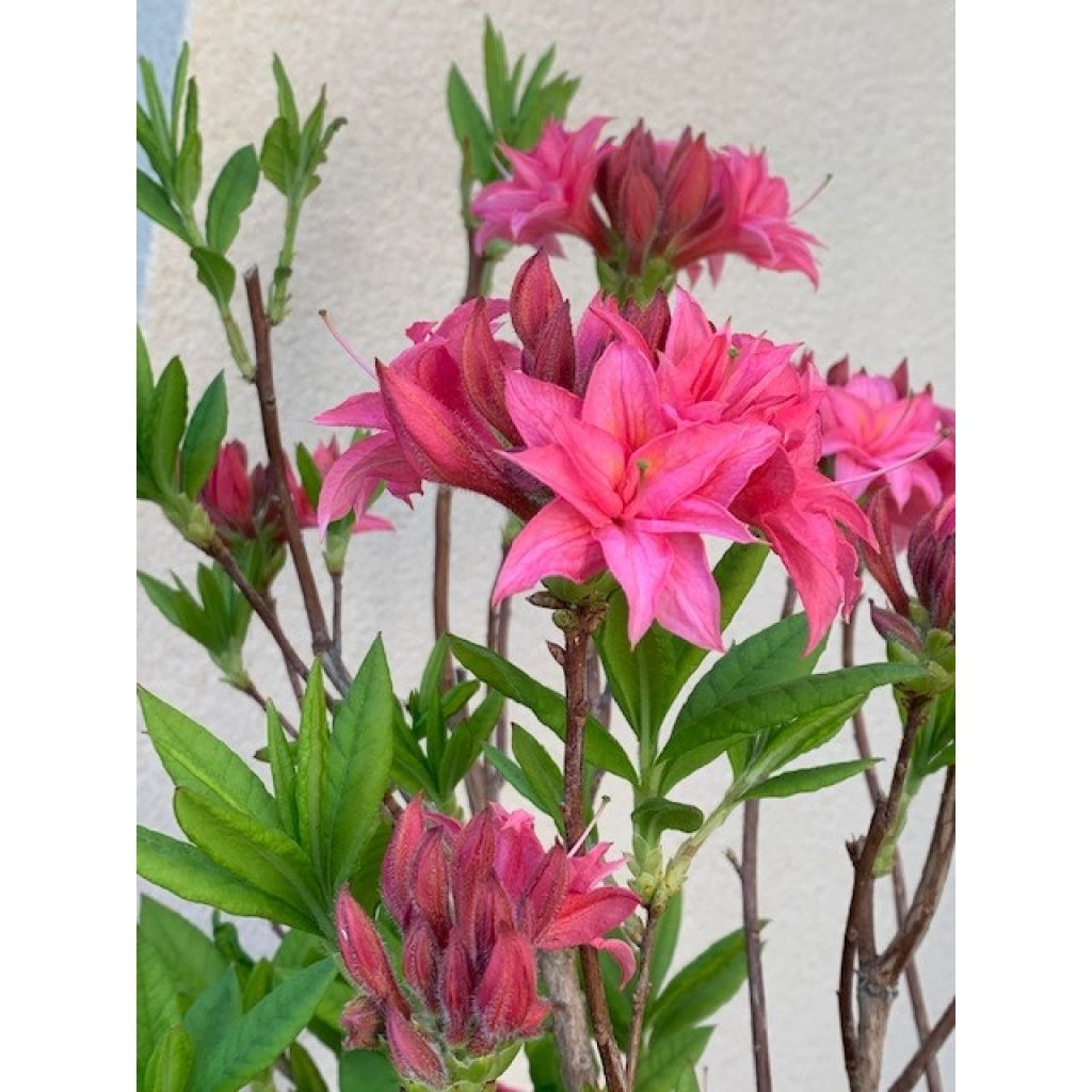 Rhododendron knaphill Homebush - Azalea mollis