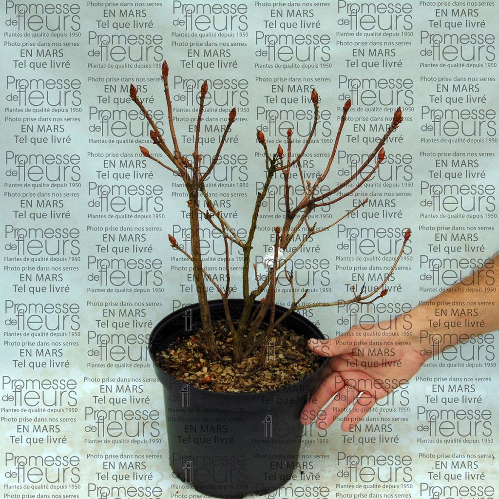 Rhododendron mollis Klondyke - Bladverliezende azalea