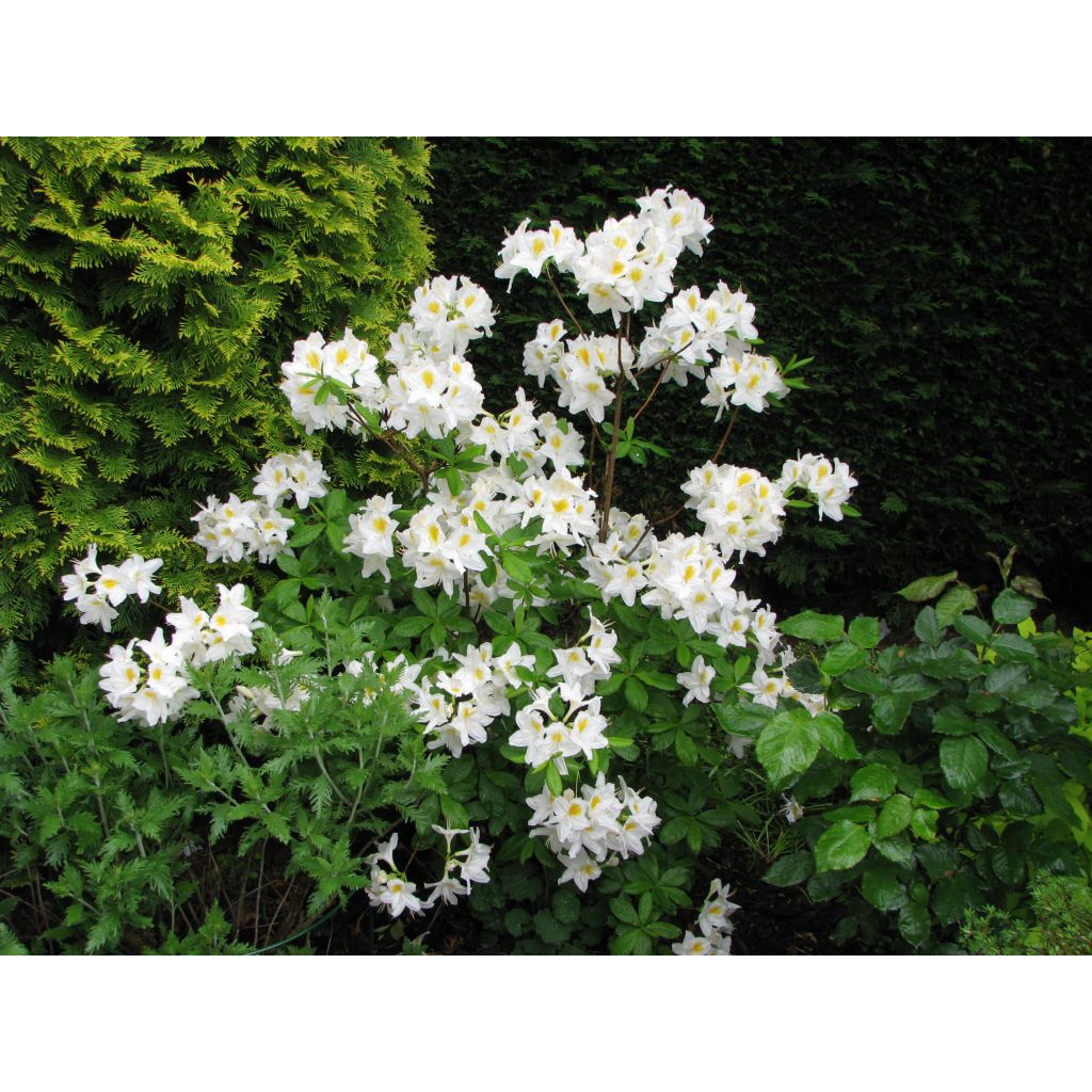 Rhododendron mollis Persil - Azalea mollis