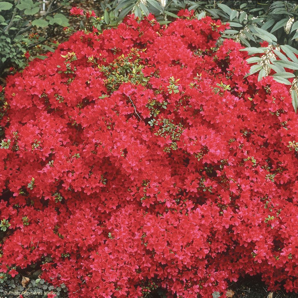 Rhododendron Hino-Crimson - Japanse azalea