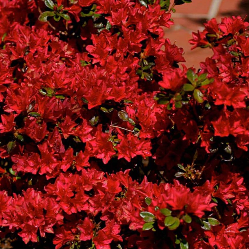 Rhododendron Hino-Crimson - Japanse azalea