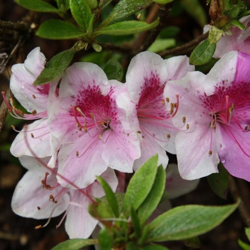 Rhododendron Ho Oden - Japanse azalea