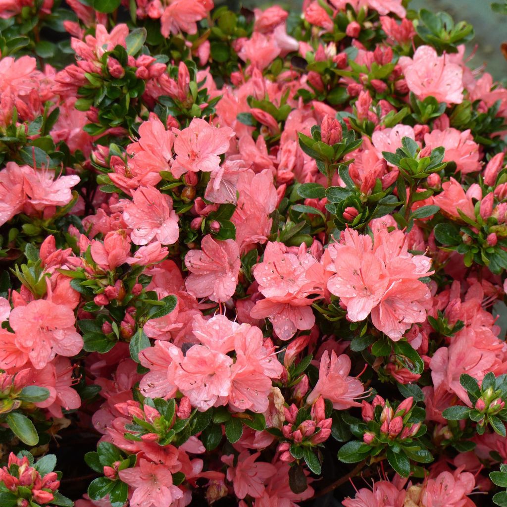 Rhododendron Rex - Japanse azalea