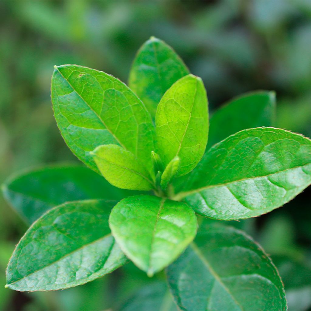 Rhododendron ENCORE Autumn Fire - Japanse azalea