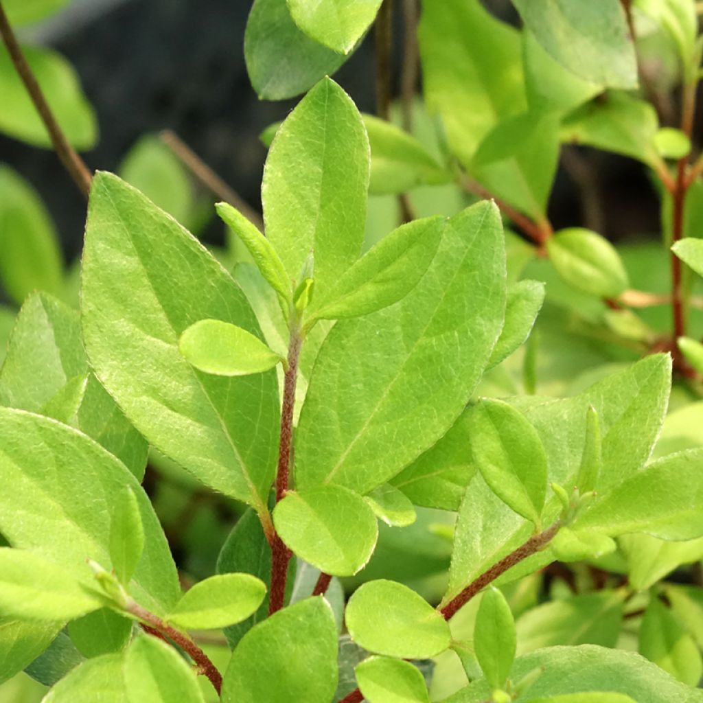 Rhododendron japonica Gilbert Mullie - Japanse azalea