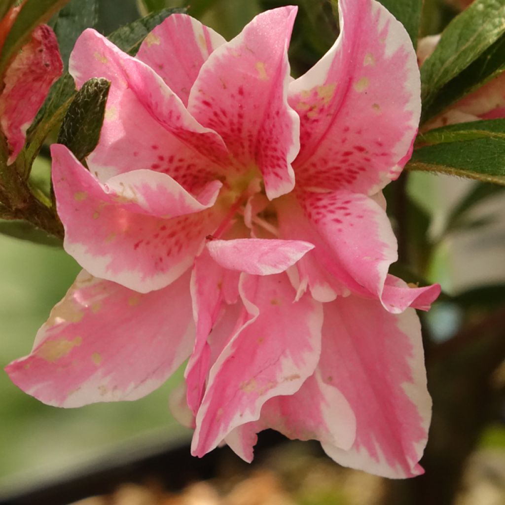 Rhododendron japonica Melle - Japanse azalea
