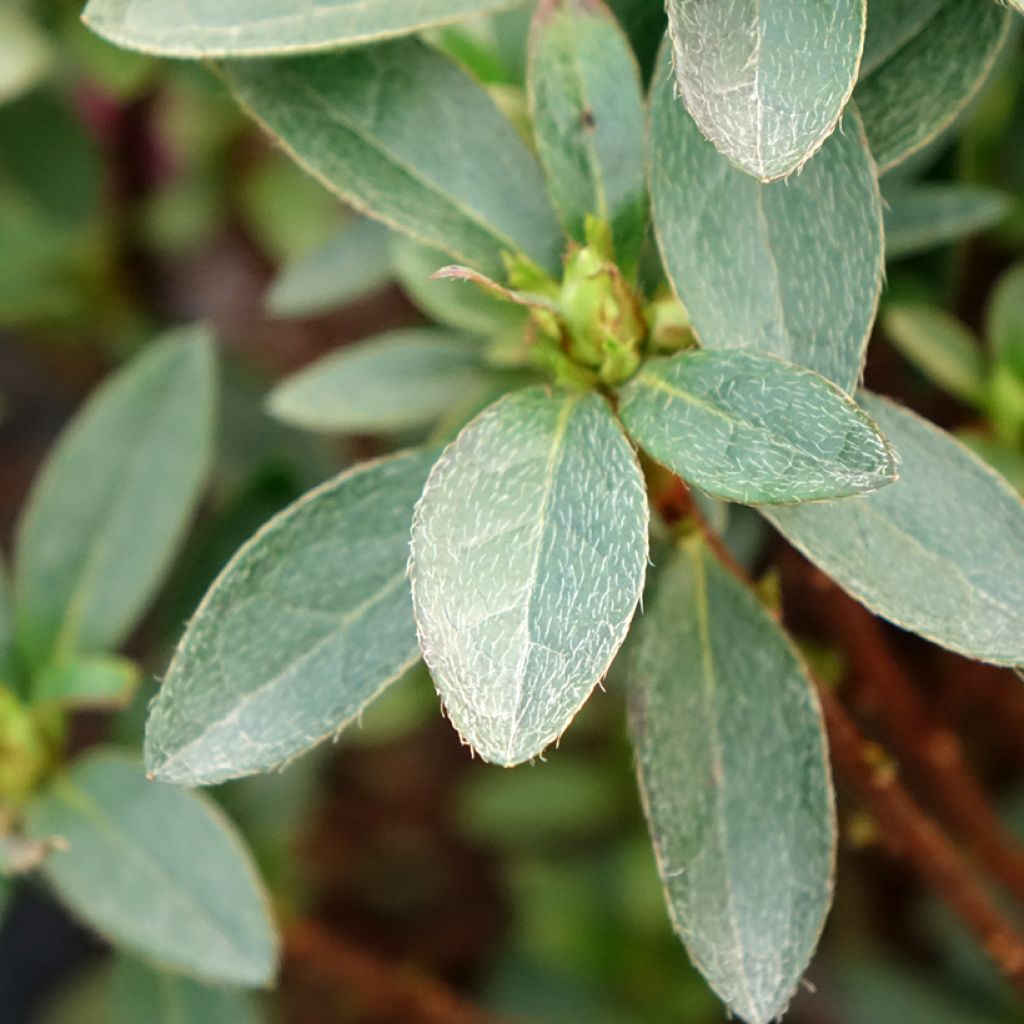 Rhododendron japonica Mme Van Hecke - Japanse azalea