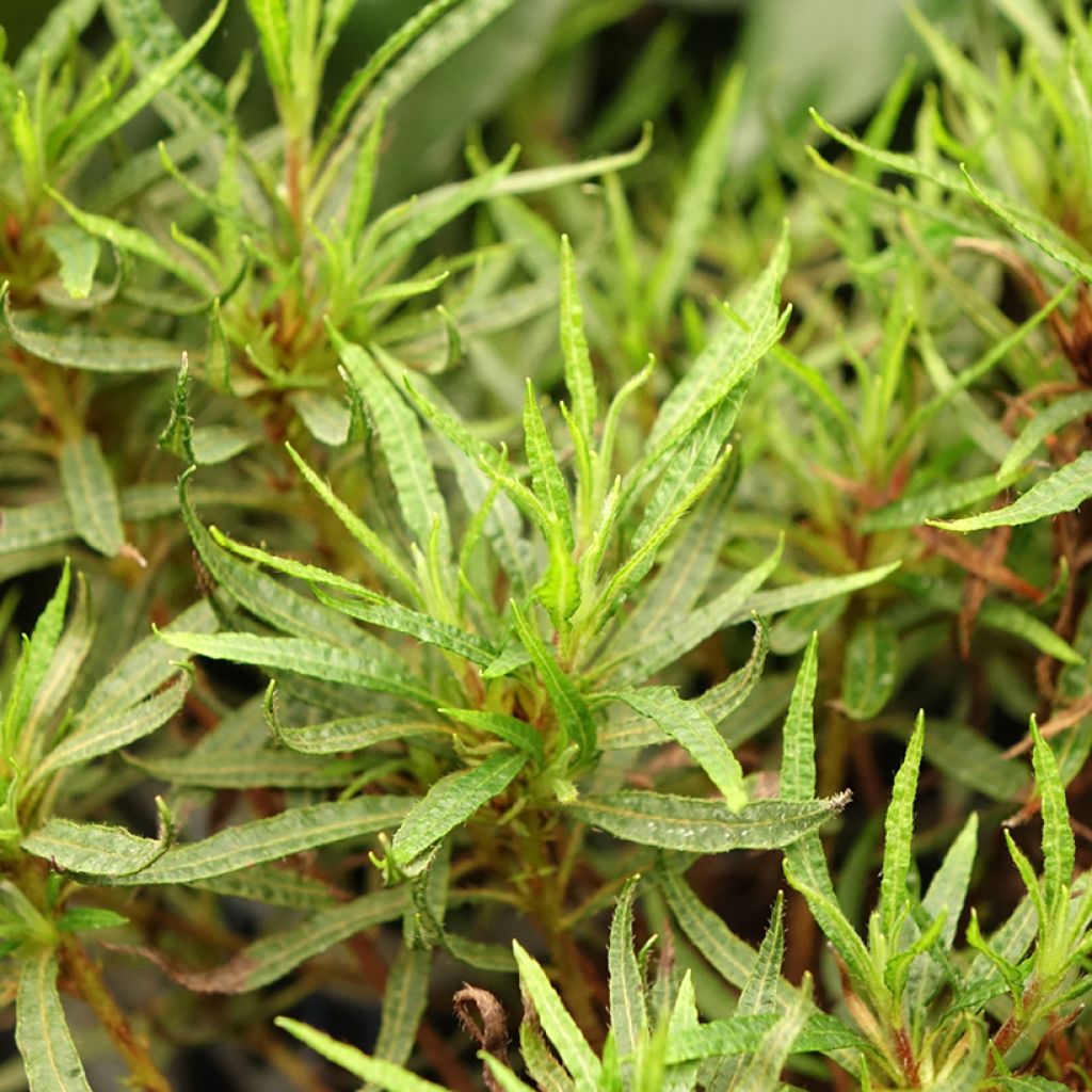 Rhododendron japonica Star Style Roze - Japanse azalea