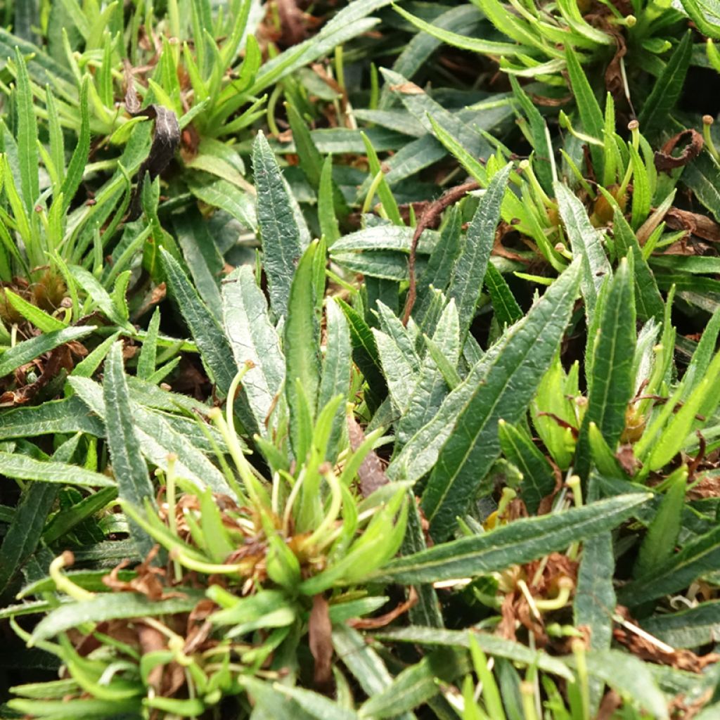 Rhododendron japonica Star Style Wit - Japanse azalea