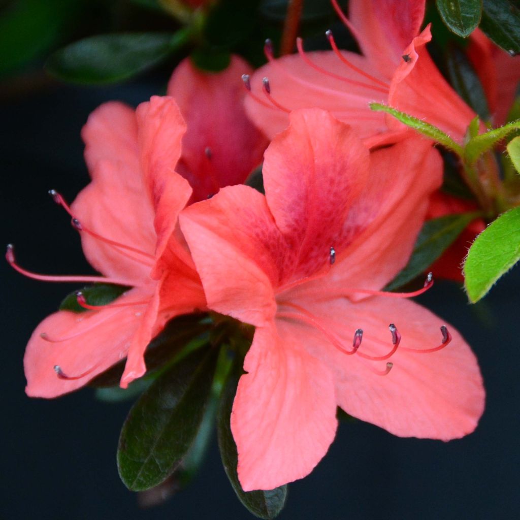 Rhododendron japonica Tamanini - Japanse azalea