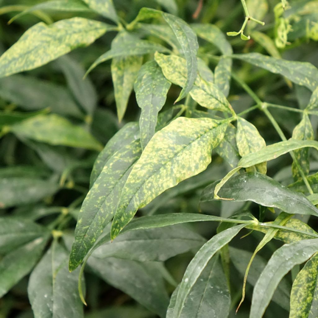 Nandina domestica Brightlight - Hemelse bamboe