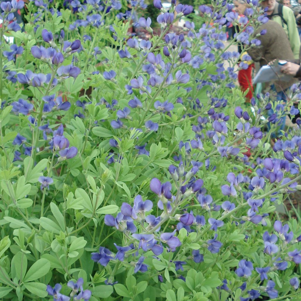 Baptisia australis - Blauwe valse indigo