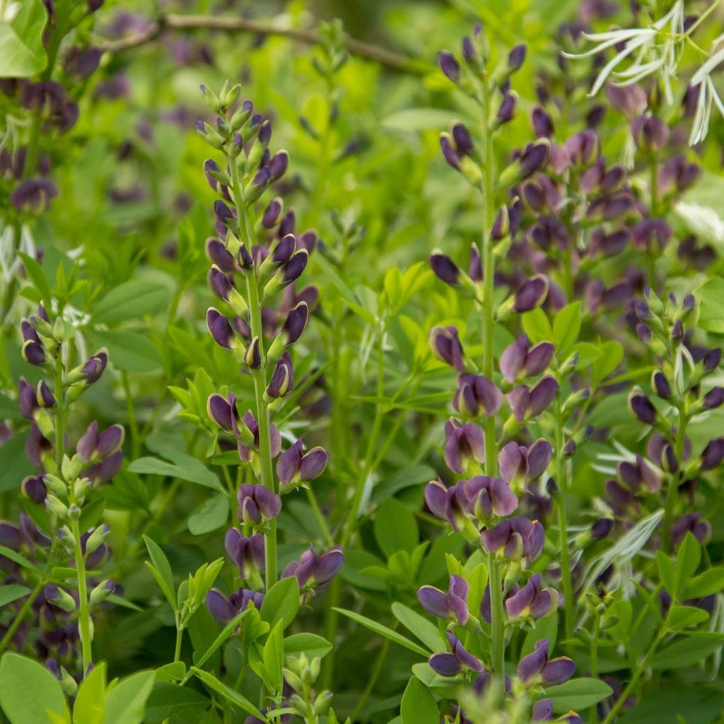 Baptisia australis var. minor Dark Blue - Valse indigo