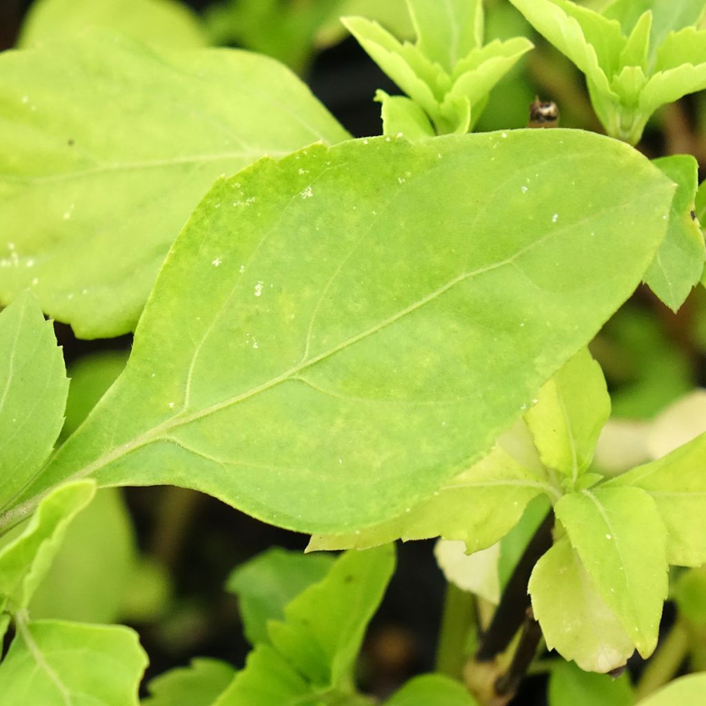 Anijsbasilicum Selloi meerjarih