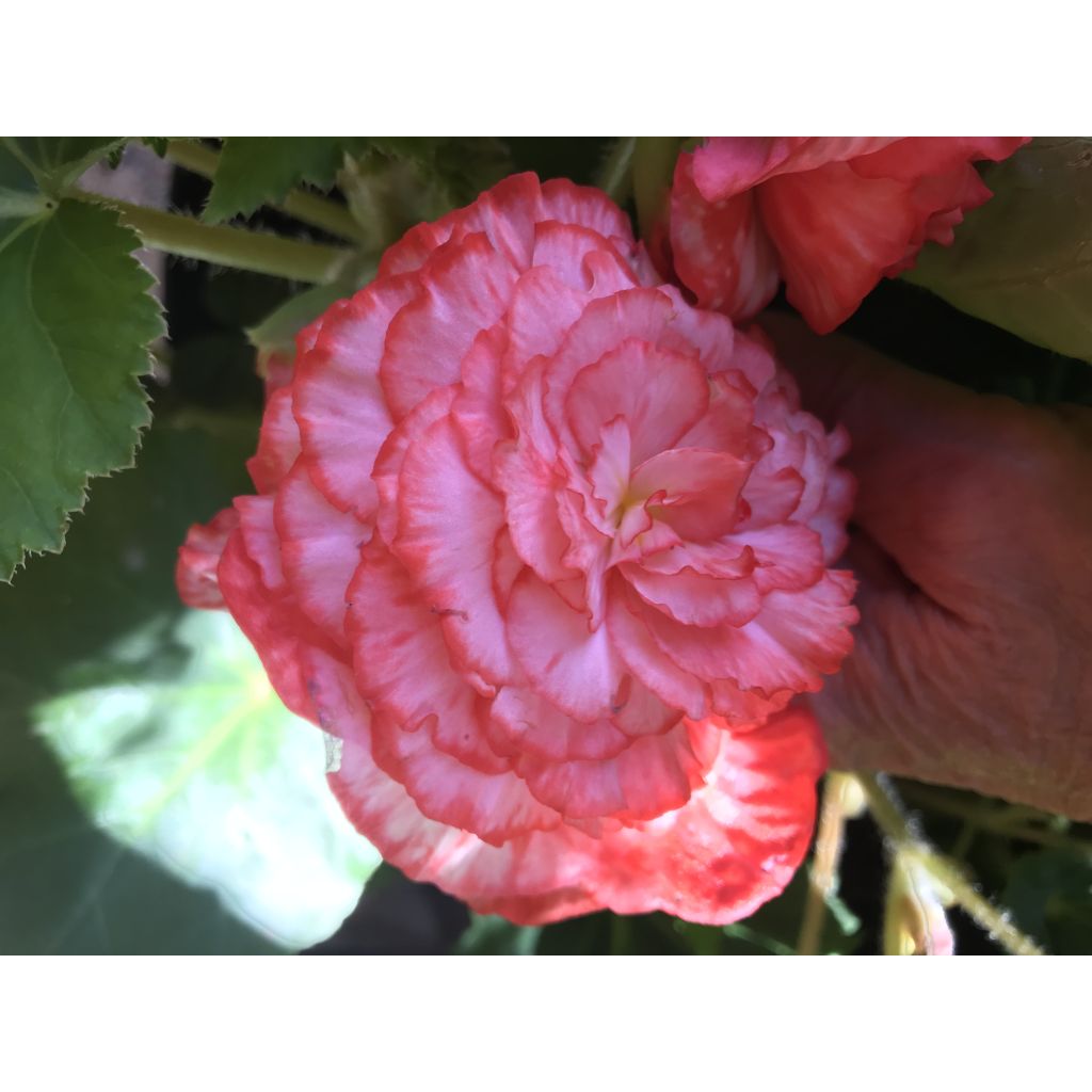 Begonia tuberhybrida Double Marmorata - Dubbelbloemige knolbegonia