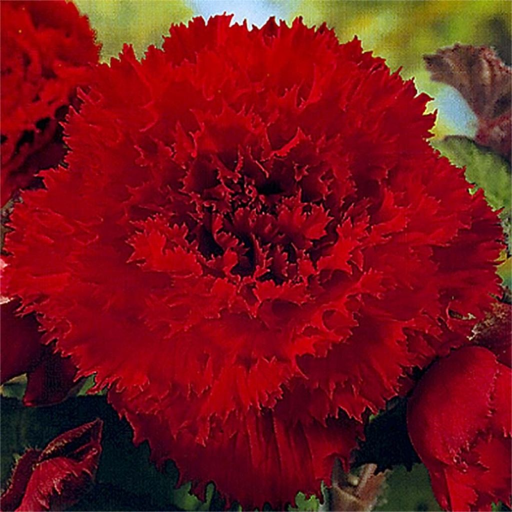 Begonia Fimbriata Rood - Knolbegonia