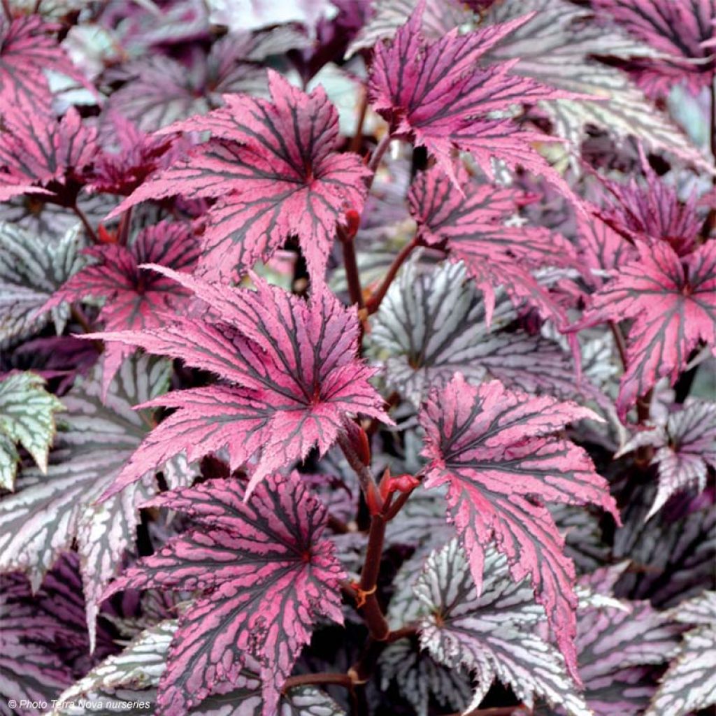 Begonia Garden Angel Blush - Bladbegonia