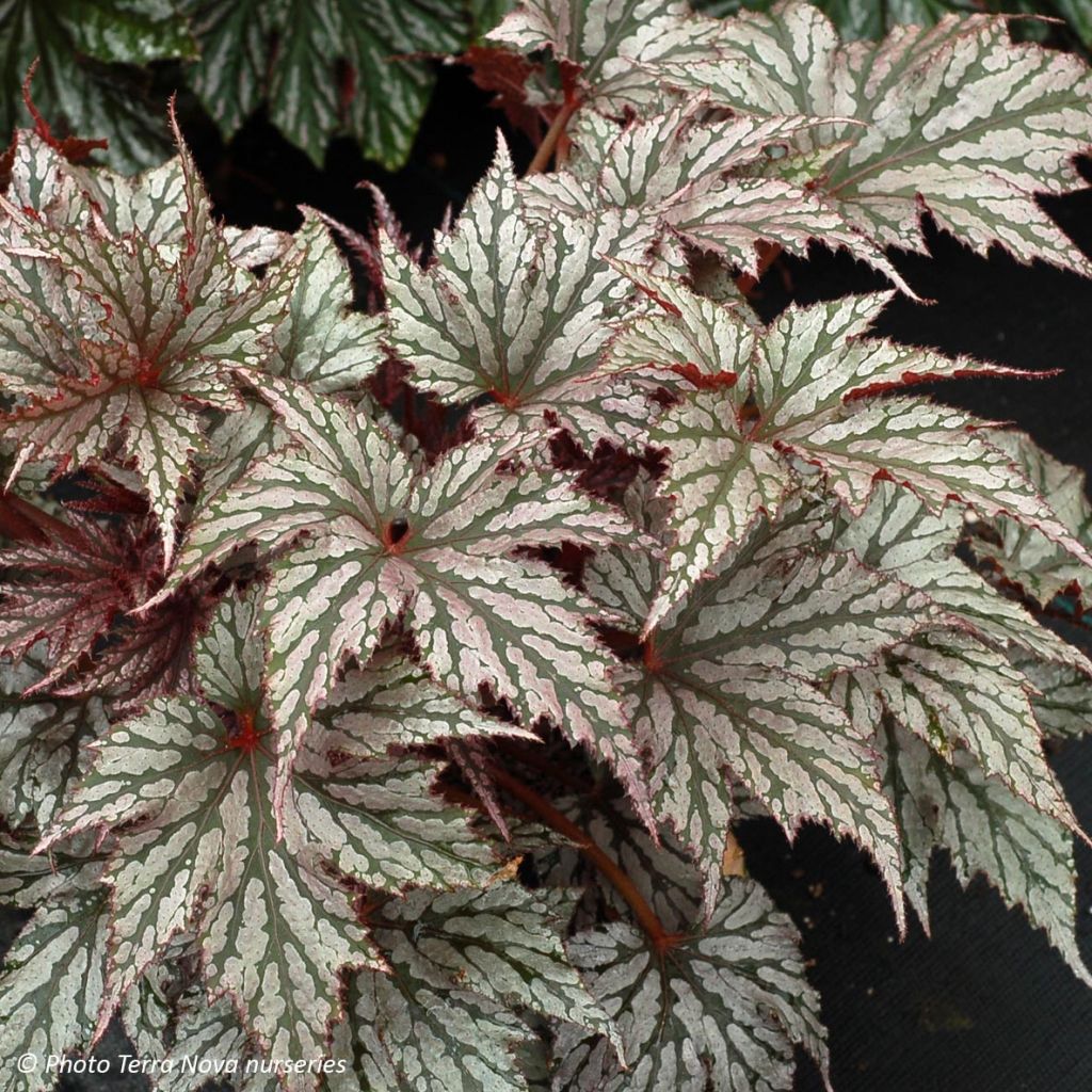 Begonia Garden Angel Silver - Bladbegonia