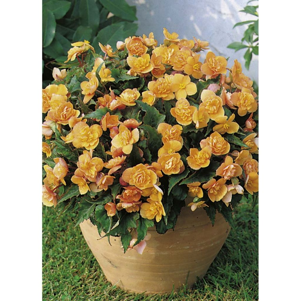 Begonia multiflora Richard Galle - Knolbegonia