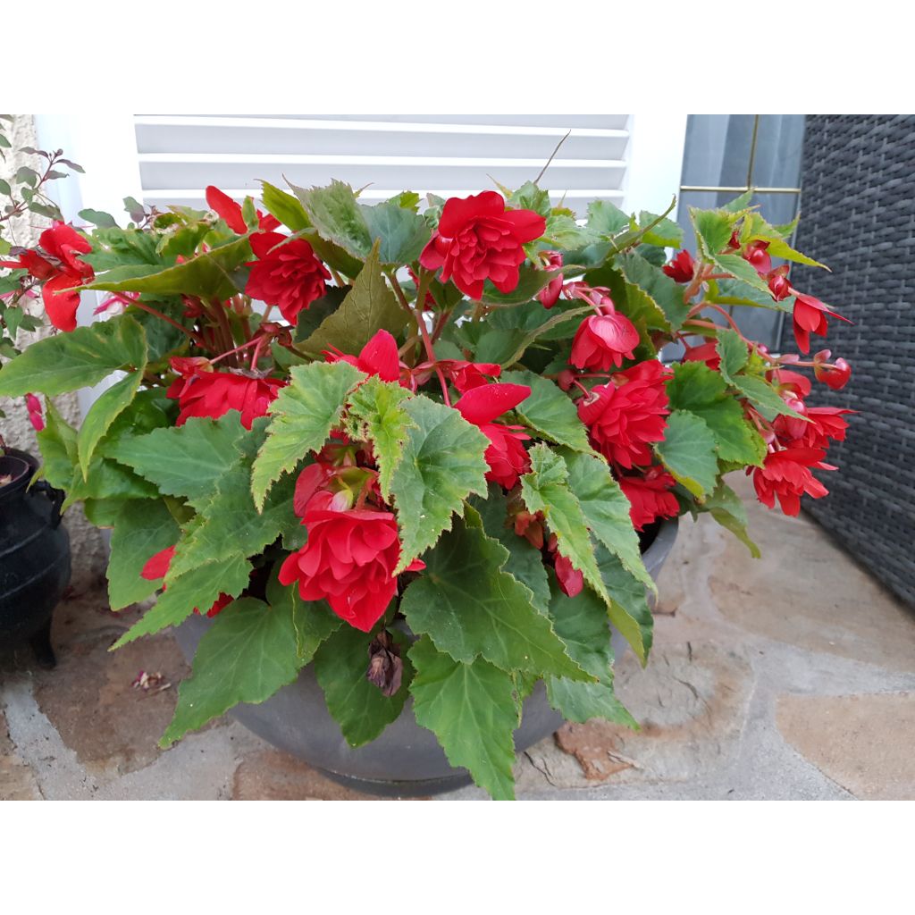 Begonia pendula Illumination Ecarlate - Hangbegonia