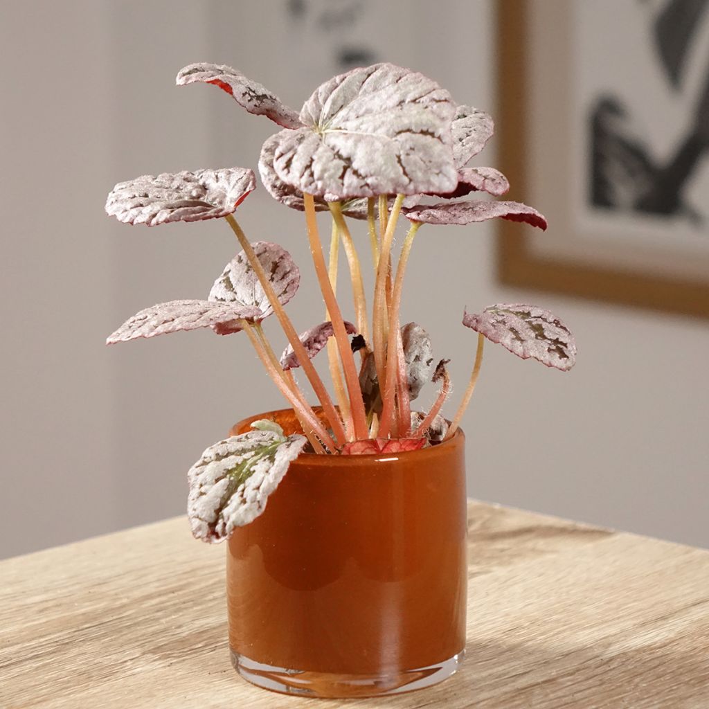 Begonia Rex Chayo - Bladbegonia