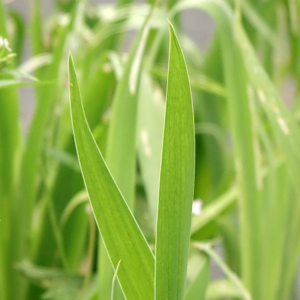 Belamcanda chinensis Hello Yellow - Luipaardbloem