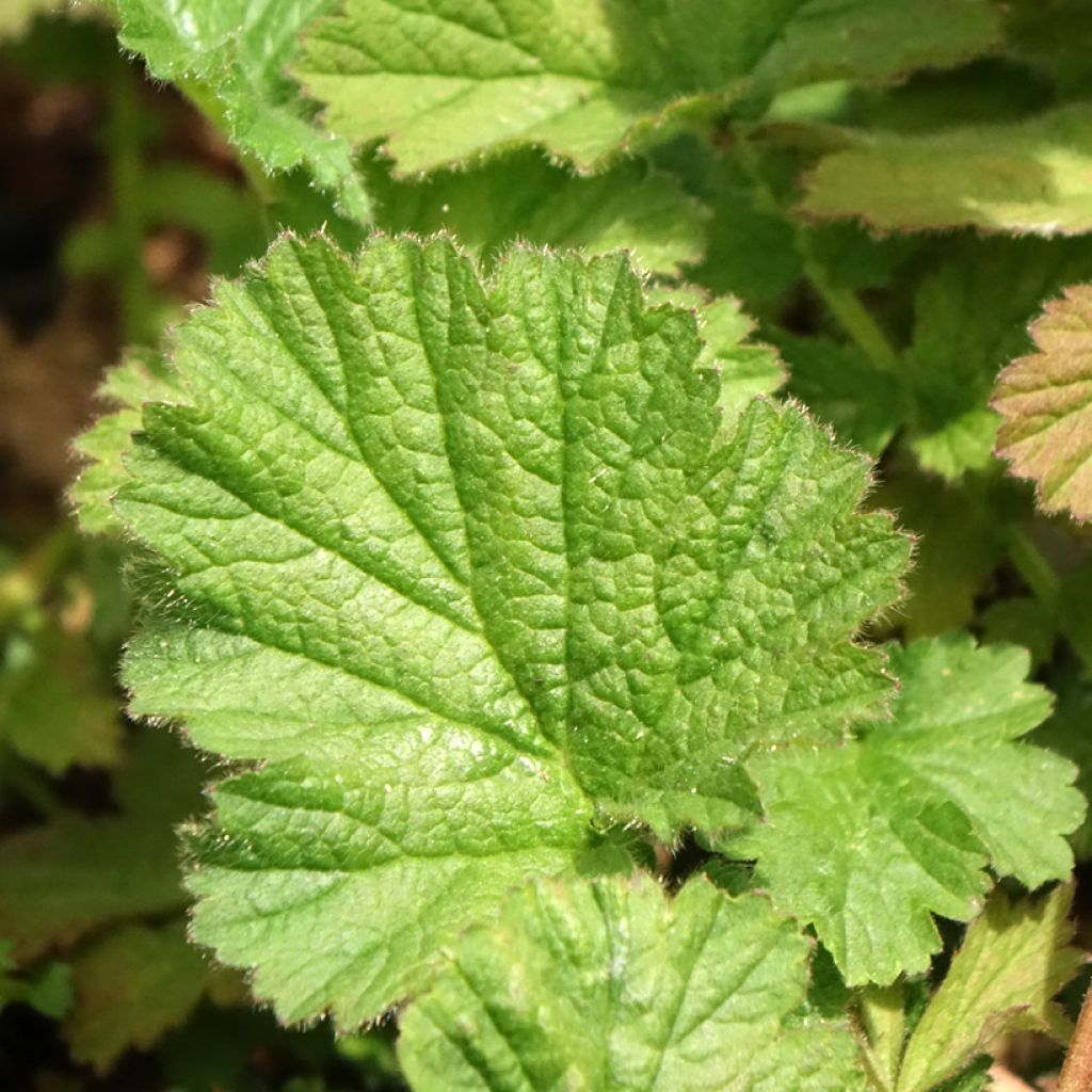 Geum Dolly North - Nagelkruid