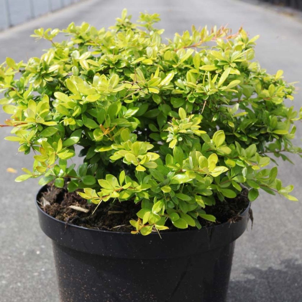 Berberis media Dual Jewel - Zuurbes